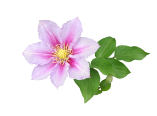 クレマチス　4月撮影