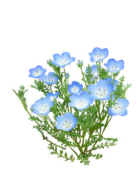 ネモフィラ Images – Browse 16,203 Stock Photos, Vectors, and Video