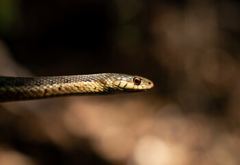 Female Maritime garter snake from the White Mountains, New Hampshire