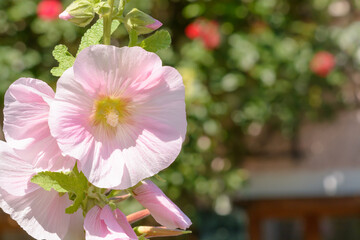 Pink mallow flower on blurred background