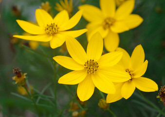 イトバハルシャギクの花