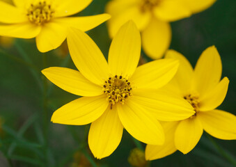 イトバハルシャギクの花