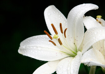 白いユリの花　黒背景