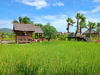 Fototapeta na wymiar rice farm and house resort 