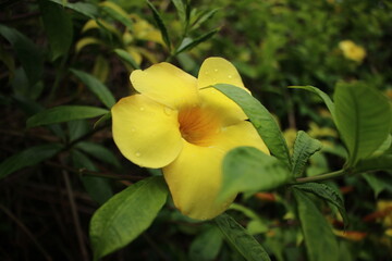 Fototapeta premium yellow flower