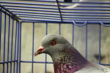 close up of a dove