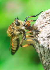 ムシヒキアブの捕食
