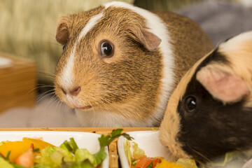 close up view of guinea pigs with mixed salad