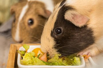 close up view of guinea pigs with mixed salad
