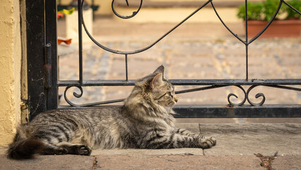 Kot domowy wypoczywa © Pabarte