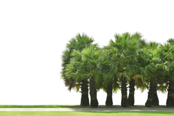 Bismarckia palm trees. (Bismarck)
Planted on a lot of light green grass in the park.
There is a road in front.
Isolated on white background and clipping path.
 png