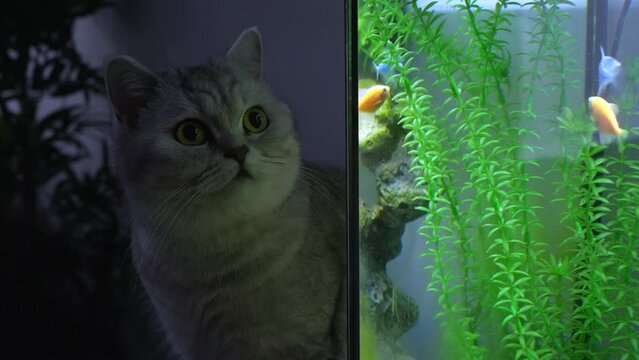 Cat is looking at tetra fish in aquarium. Glow fish different colored in tank with big stone, decorations. Algae in aquarium. Gymnocorymbus ternetzi.