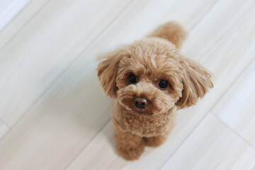 トイ・プードルのお座り