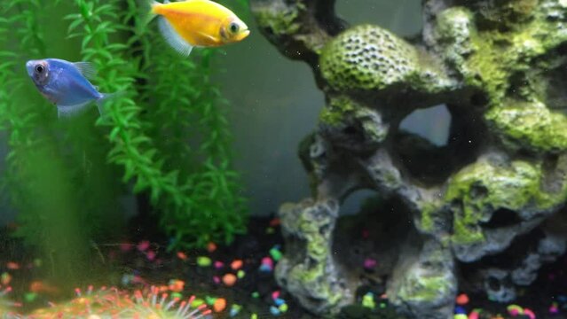 Close up view of glofish in aquarium. Glow fish different colored in tank with big stone, decorations. Algae in aquarium. Gymnocorymbus ternetzi.