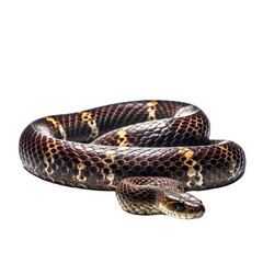 Obraz premium A brown and black snake. isolated on white. Transparent PNG. Generative AI