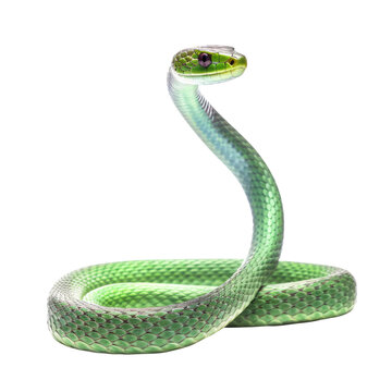 A green and white snake on a white background. isolated on white. Transparent PNG. Generative AI