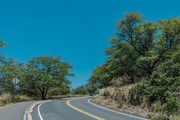 Prosopis pallida is a species of mesquite tree. kiawe. huarango (in its native South America) and...