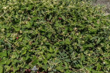 Passiflora foetida, Passiflora, passion flowers or passion vines,  flowering plants, the type genus...