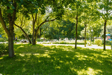 blurred park background, bright sun in the afternoon