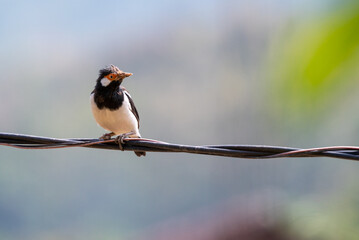 Starling Bird perching on cable, Sturnus contra, The Indian pied myna or Gracupica contra is a species of starling 