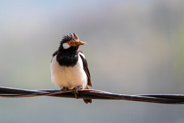 Starling Bird perching on cable, Sturnus contra, The Indian pied myna or Gracupica contra is a...