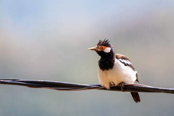 Starling Bird perching on cable, Sturnus contra, The Indian pied myna or Gracupica contra is a...