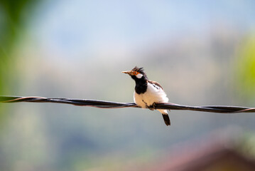 Starling Bird perching on cable, Sturnus contra, The Indian pied myna or Gracupica contra is a species of starling 