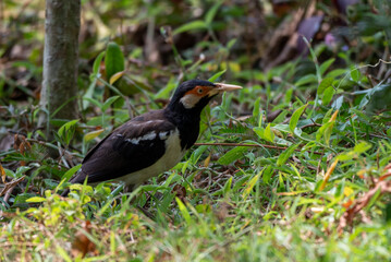 Sturnus contra, The Indian pied myna or Gracupica contra is a species of starling 