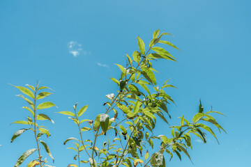 Buddleja asiatica is a somewhat tender deciduous shrub, Diamond Head Crater, Honolulu, Oahu, Hawaii