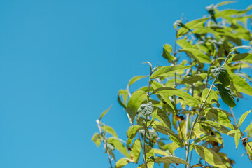Buddleja asiatica is a somewhat tender deciduous shrub, Diamond Head Crater, Honolulu, Oahu, Hawaii
