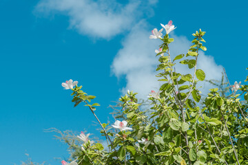 Hibiscus waimeae (white Kauai rosemallow, Hawaiian: kokiʻo keʻokeʻo, or kokiʻo kea) is a...