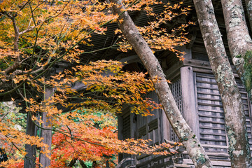 【#紅葉】出石城