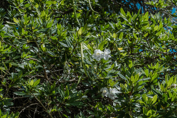 Tabebuia berteroi, Tabebuia is a genus of flowering plants in the family Bignoniaceae. Diamond Head Crater, Honolulu, Oahu, Hawaii