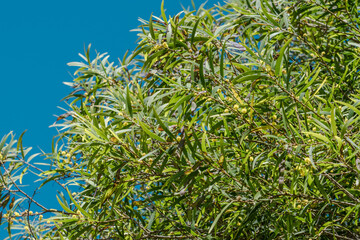 Acacia confusa is a perennial tree native to South-East Asia. acacia petit feuille, Ayangile, small Philippine acacia, Formosa acacia，Philippine Wattle, Diamond Head Crater, Honolulu, Oahu, Hawaii