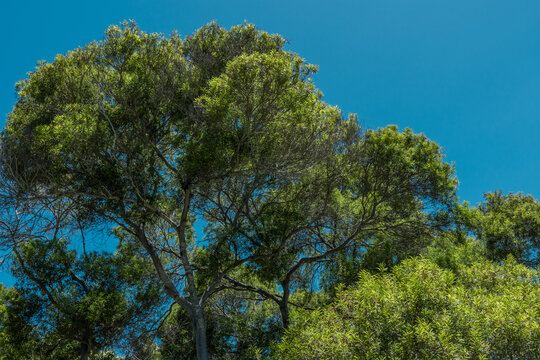 Acacia confusa is a perennial tree native to South-East Asia. acacia petit feuille, Ayangile, small Philippine acacia, Formosa acacia，Philippine Wattle, Diamond Head Crater, Honolulu, Oahu, Hawaii