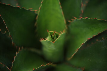 Acercamiento de un maguey