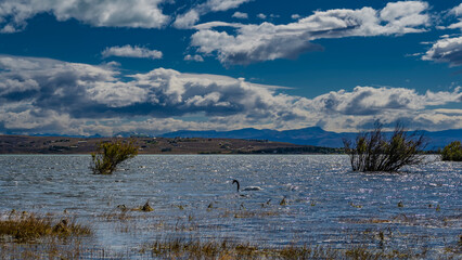 A beautiful black-necked swan Cygnus melancoryphus swims in a blue lake. Dry grass near the shore. Glare on the water. In the distance against the  the azure sky and clouds a mountain range is visible