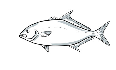 Cartoon style drawing sketch illustration of a longfin yellowtail or Seriola rivoliana, almaco , silvercoat jack, yellow kingfish fish of the Gulf of Mexico on isolated white background.  © Redwater Vectors