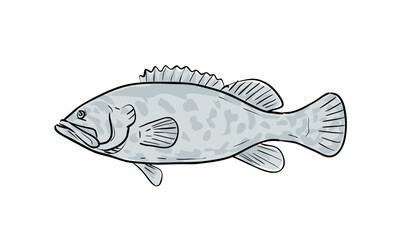 Cartoon style drawing sketch illustration of a Atlantic Goliath Grouper or Epinephelus itajara, Jewfish fish of the Gulf of Mexico on isolated white background.
