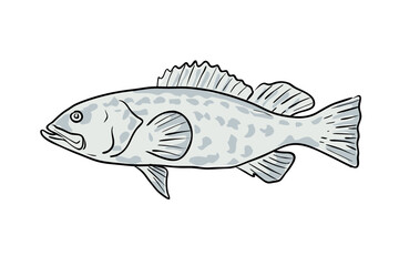 Cartoon style drawing sketch illustration of a Black Grouper, Mycteroperca bonaci, Grouper, Blackfin grouper, Marbled rockfish fish of the Gulf of Mexico on isolated white background.
