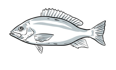 Cartoon style drawing sketch illustration of a Red Snapper or Lutjanus campechanus fish of the Gulf of Mexico on isolated white background.
 - obrazy, fototapety, plakaty