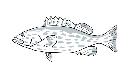 Fototapeta premium Cartoon style drawing sketch illustration of a yellowfin grouper or Mycteroperca venenosa fish of the Gulf of Mexico on isolated white background.