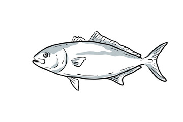 Cartoon style drawing sketch illustration of a lesser amberjack or Seriola fasciata fish of the Gulf of Mexico on isolated white background.
