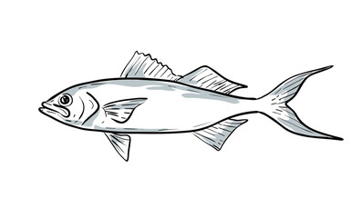 Cartoon style drawing sketch illustration of a queen snapper or Etelis oculatus fish of the Gulf of Mexico on isolated white background.
