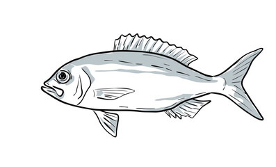 Cartoon style drawing sketch illustration of a wenchman or Pristipomoides aquilonaris fish of the Gulf of Mexico on isolated white background.
