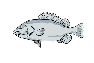 Cartoon style drawing sketch illustration of a snowy grouper or Hyporthodus niveatus fish of the Gulf of Mexico on isolated white background.

