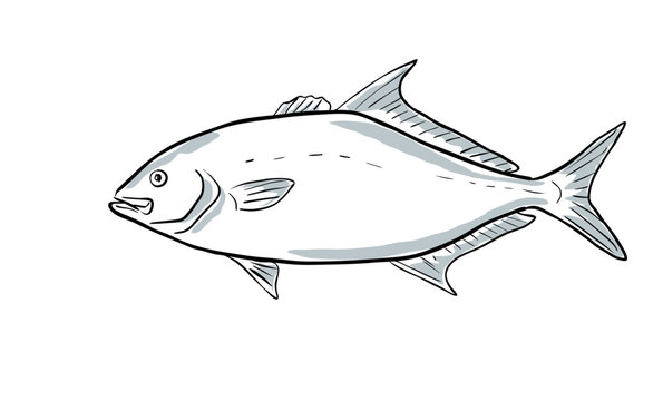 Cartoon style drawing sketch illustration of a longfin yellowtail or Seriola rivoliana, almaco , silvercoat jack, yellow kingfish fish of the Gulf of Mexico on isolated white background.
