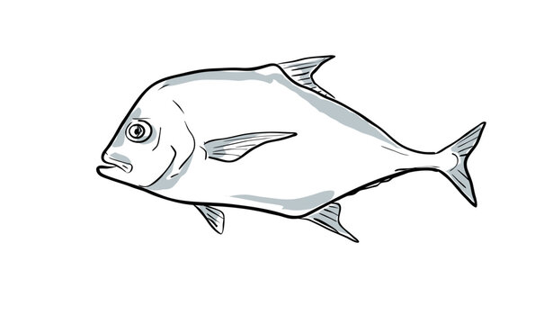 Cartoon style drawing sketch illustration of an African pompano or Alectis ciliaris, pennant-fish or threadfin trevally fish of the Gulf of Mexico on isolated white background.
