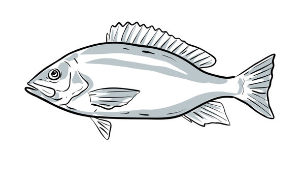 Cartoon style drawing sketch illustration of a Red Snapper or Lutjanus campechanus fish of the Gulf of Mexico on isolated white background.
