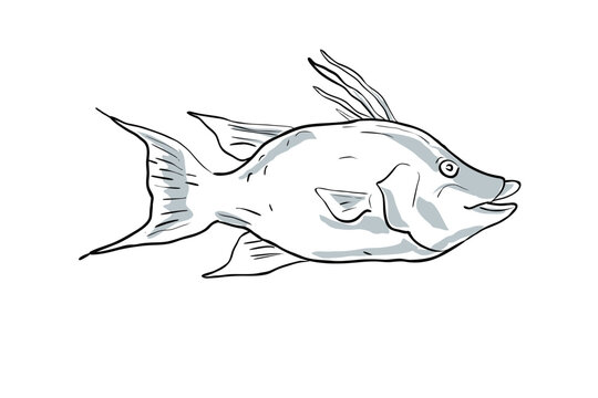 Cartoon style drawing sketch illustration of a Hogfish or Lachnolaimus Maximus fish of the Gulf of Mexico on isolated white background.
